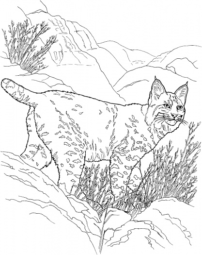 Coloring page: Lynx (Animals) #10815 - Free Printable Coloring Pages