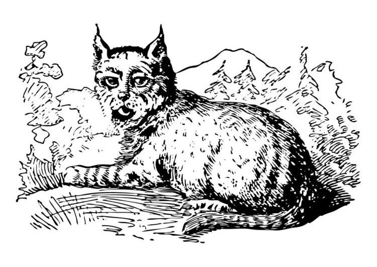 Coloring page: Lynx (Animals) #10817 - Free Printable Coloring Pages