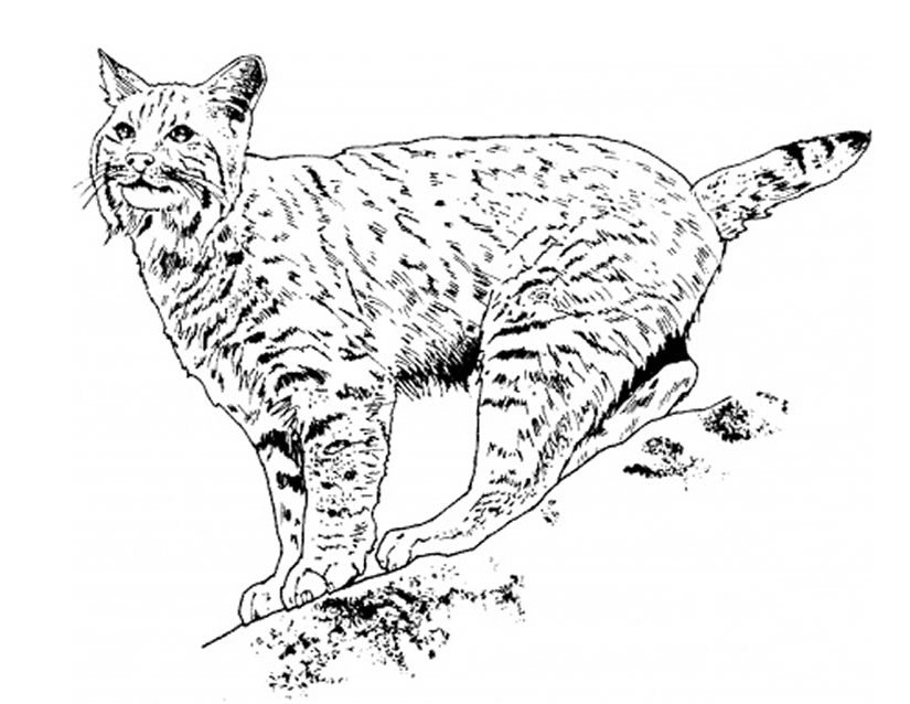Drawings Lynx (Animals) – Printable coloring pages