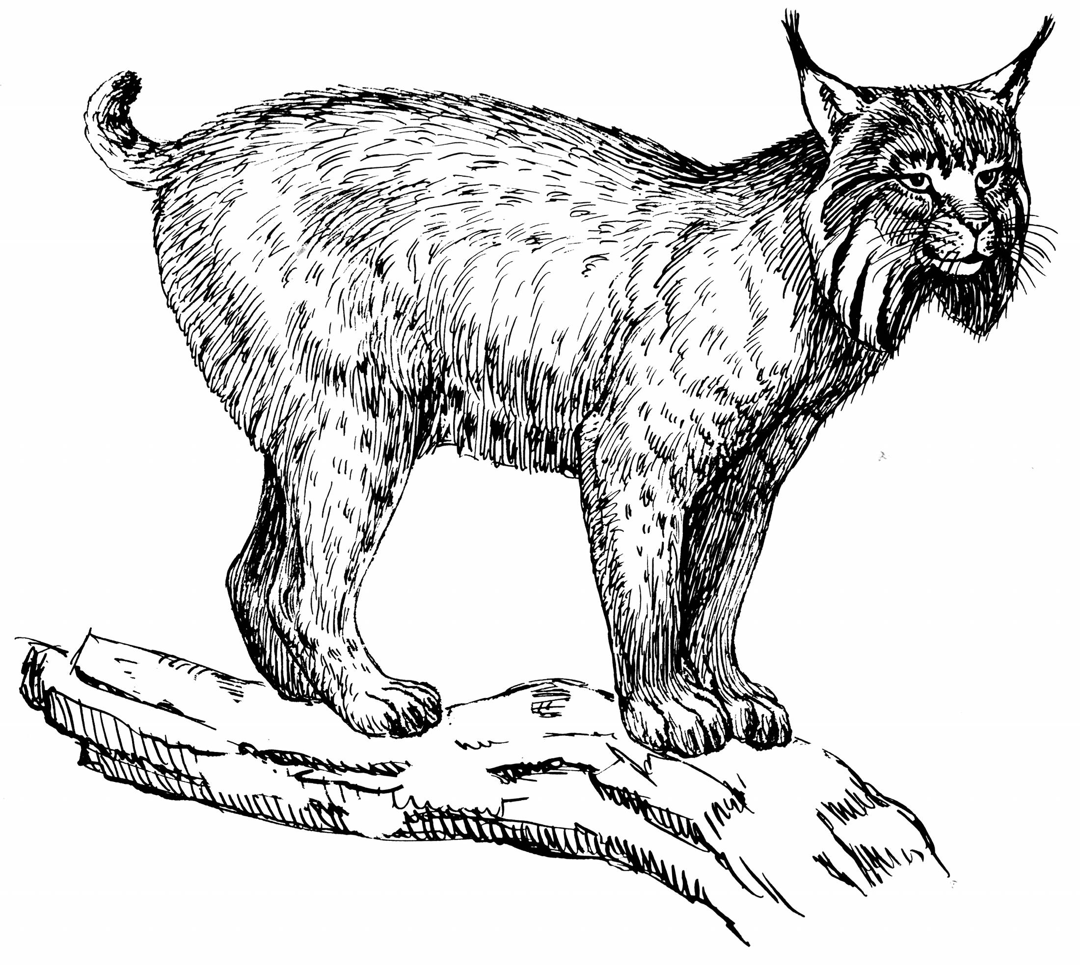 Coloring page: Lynx (Animals) #10825 - Free Printable Coloring Pages