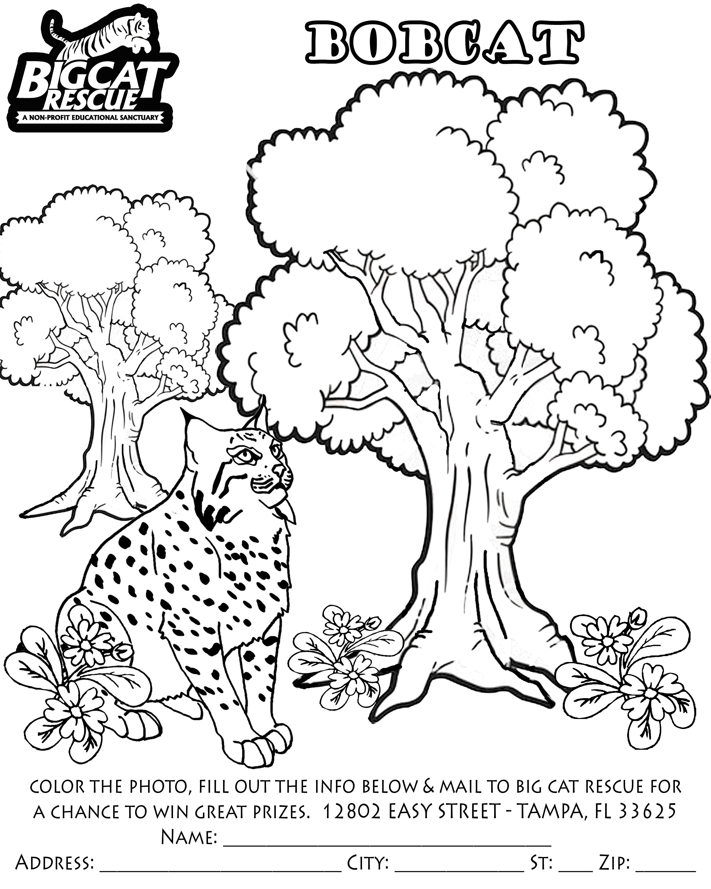 Coloring page: Lynx (Animals) #10861 - Free Printable Coloring Pages
