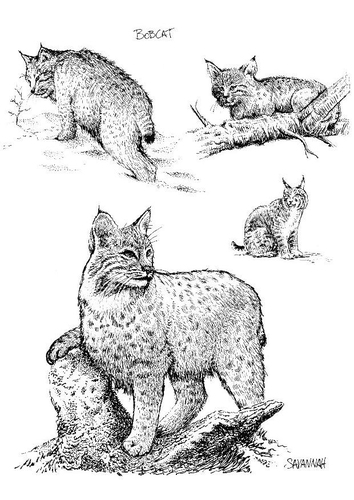 Coloring page: Lynx (Animals) #10875 - Free Printable Coloring Pages
