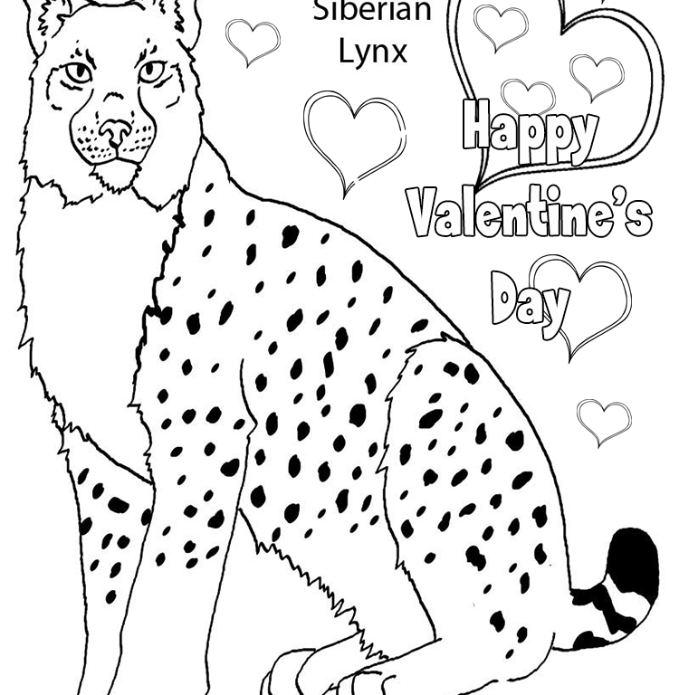 Coloring page: Lynx (Animals) #10876 - Free Printable Coloring Pages
