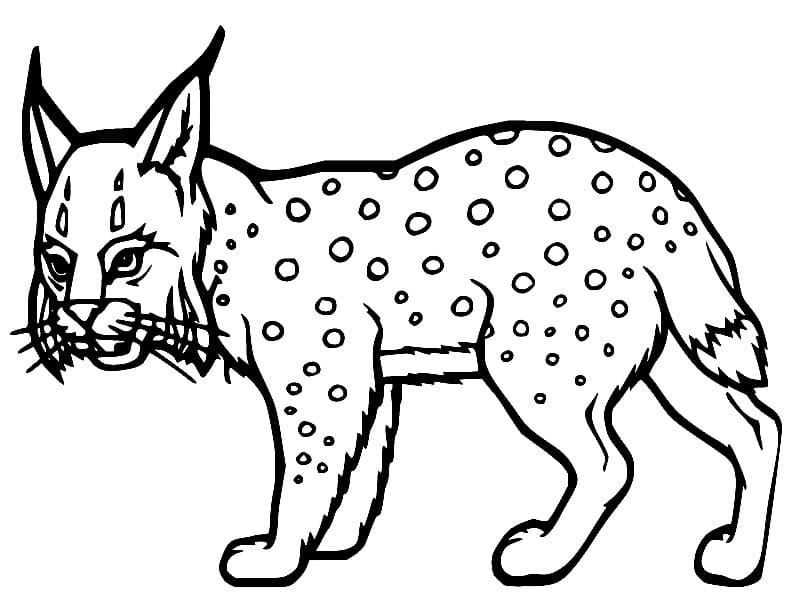 Free printable Lynx coloring page #189223 from Animals collection