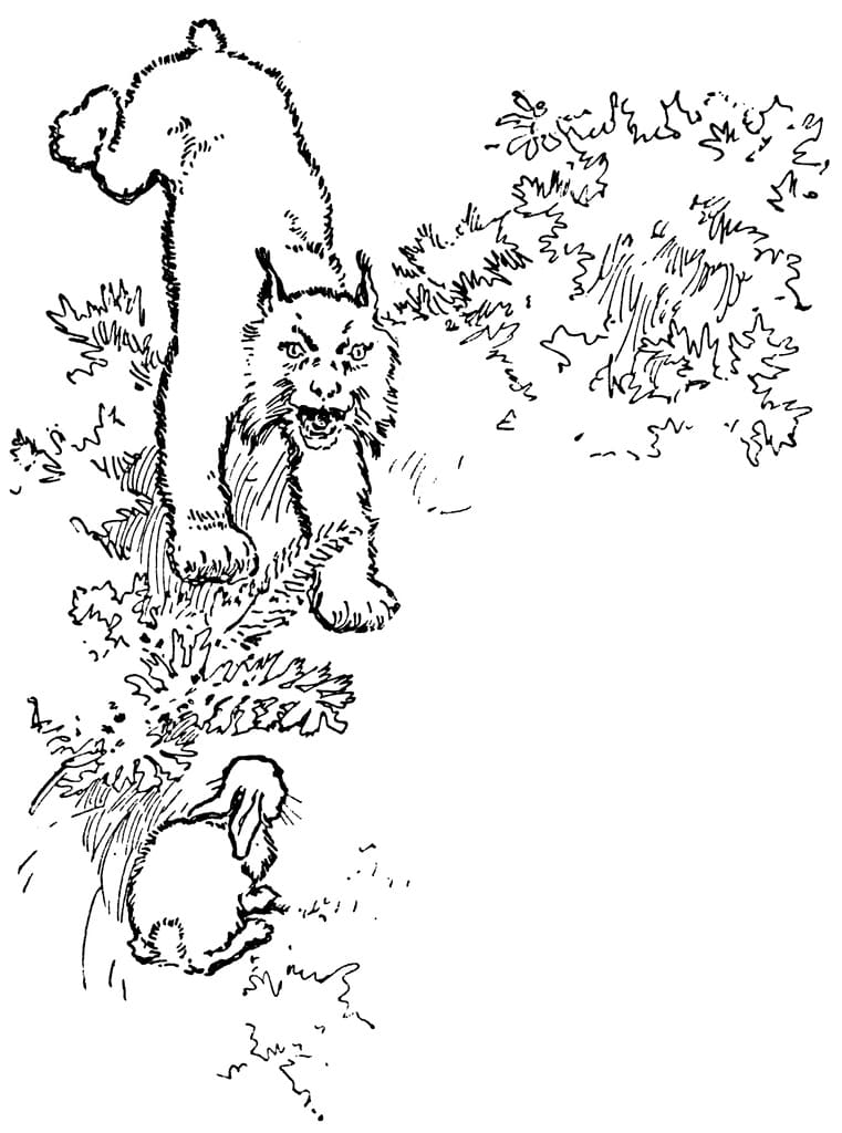 Free printable Lynx coloring page #189231 from Animals collection