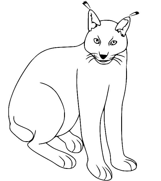 Free printable Lynx coloring page #189235 from Animals collection Free printable Lynx coloring page #189235 from Animals collection