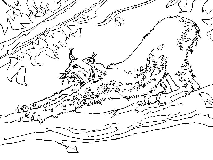 Free printable Lynx coloring page #189242 from Animals collection Free printable Lynx coloring page #189242 from Animals collection
