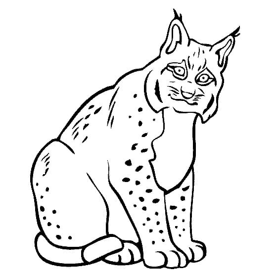 Free printable Lynx coloring page #189245 from Animals collection
