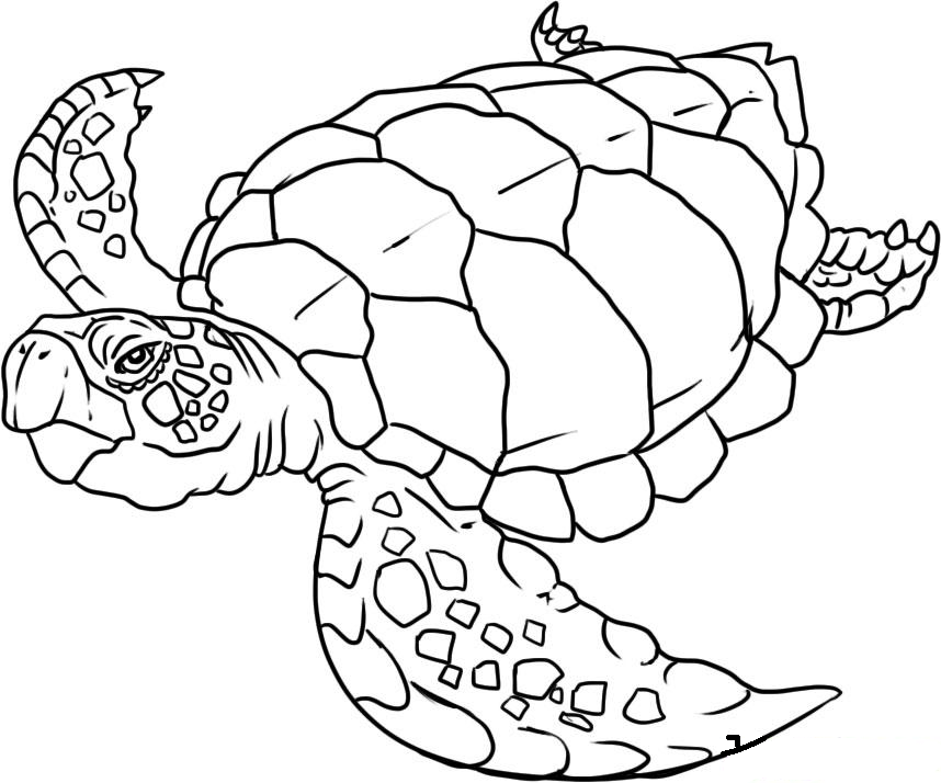 Coloring page: Marine Animals (Animals) #22001 - Free Printable Coloring Pages