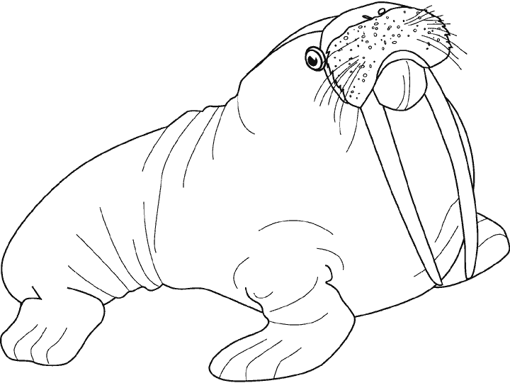 Coloring page: Marine Animals (Animals) #22006 - Free Printable Coloring Pages