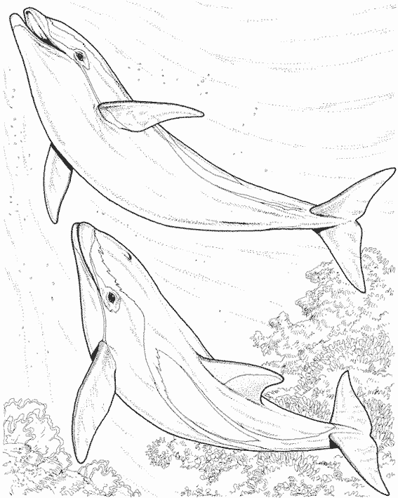 Coloring page: Marine Animals (Animals) #22015 - Free Printable Coloring Pages