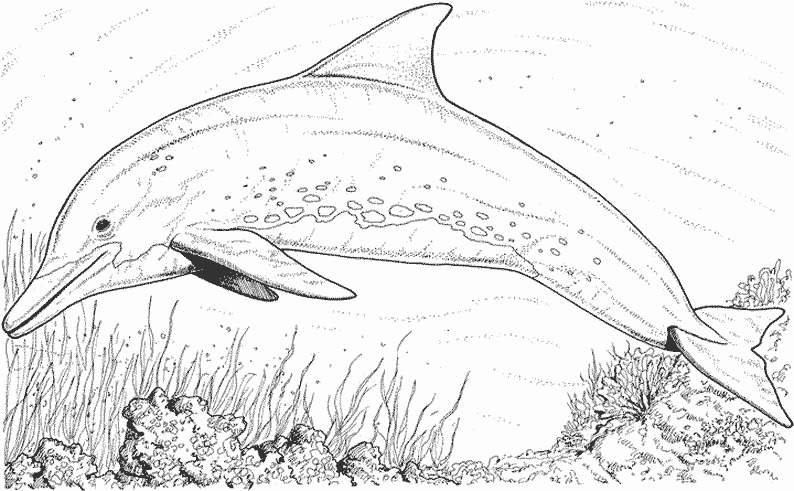 Coloring page: Marine Animals (Animals) #22047 - Free Printable Coloring Pages