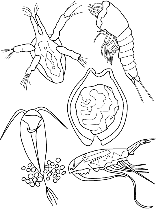 Coloring page: Marine Animals (Animals) #22083 - Free Printable Coloring Pages