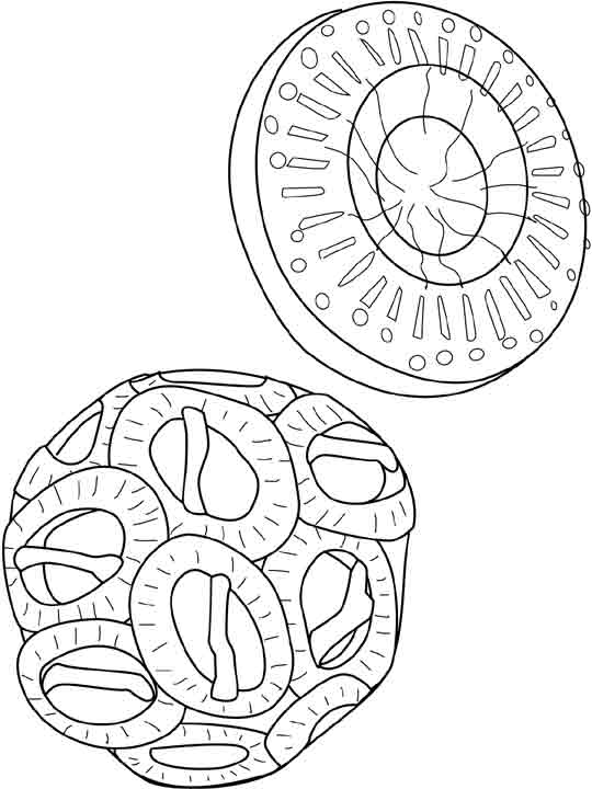 Coloring page: Marine Animals (Animals) #22180 - Free Printable Coloring Pages