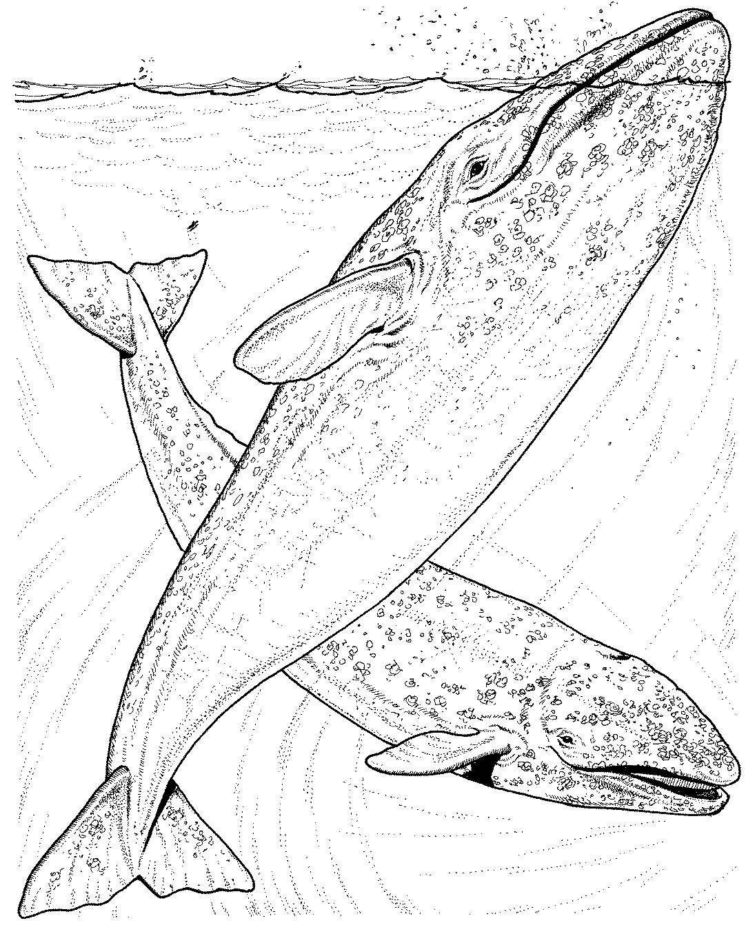 Coloring page: Marine Animals (Animals) #22202 - Free Printable Coloring Pages