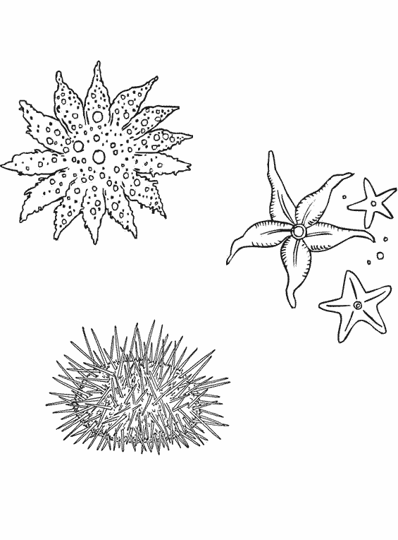 Coloring page: Marine Animals (Animals) #22205 - Free Printable Coloring Pages