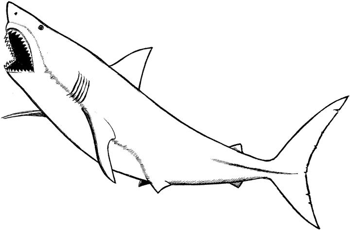 Coloring page: Marine Animals (Animals) #22211 - Free Printable Coloring Pages