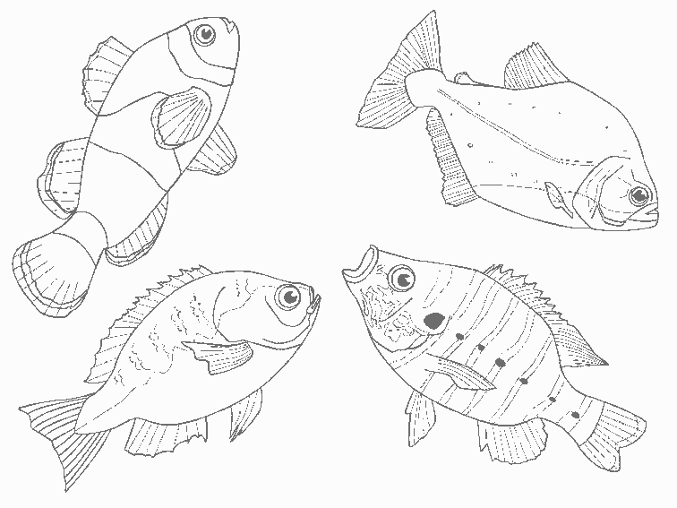 Coloring page: Marine Animals (Animals) #22222 - Free Printable Coloring Pages