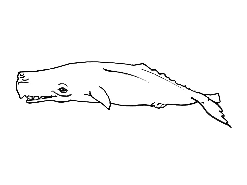 Coloring page: Marine Animals (Animals) #22224 - Free Printable Coloring Pages