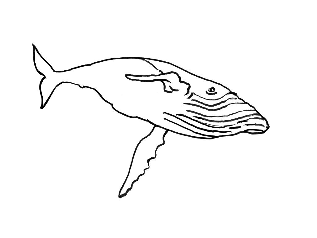 Coloring page: Marine Animals (Animals) #22241 - Free Printable Coloring Pages