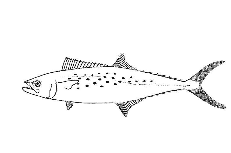 Coloring page: Marine Animals (Animals) #22243 - Free Printable Coloring Pages
