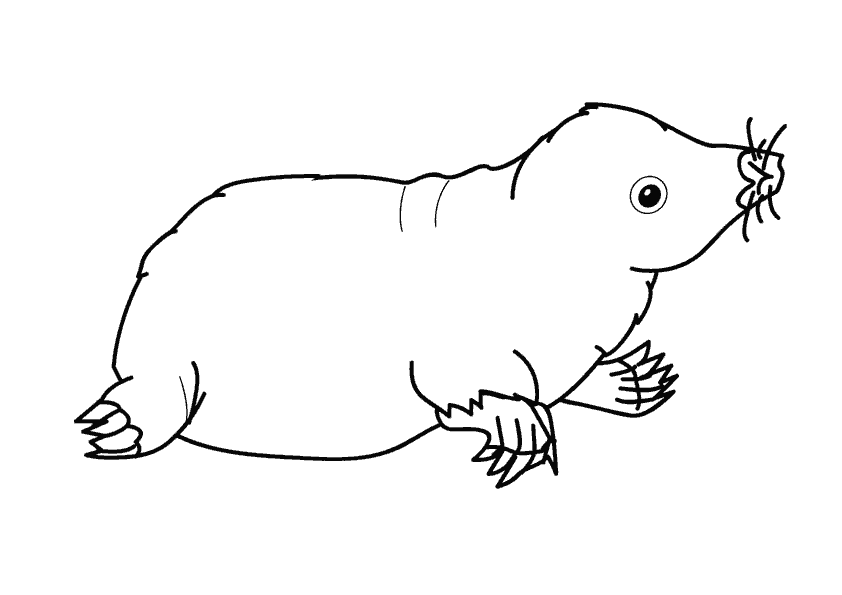 Coloring page: Mole rat (Animals) #19388 - Free Printable Coloring Pages