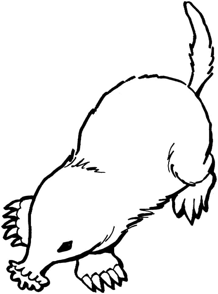 Free printable Mole rat coloring page #210776 from Animals collection