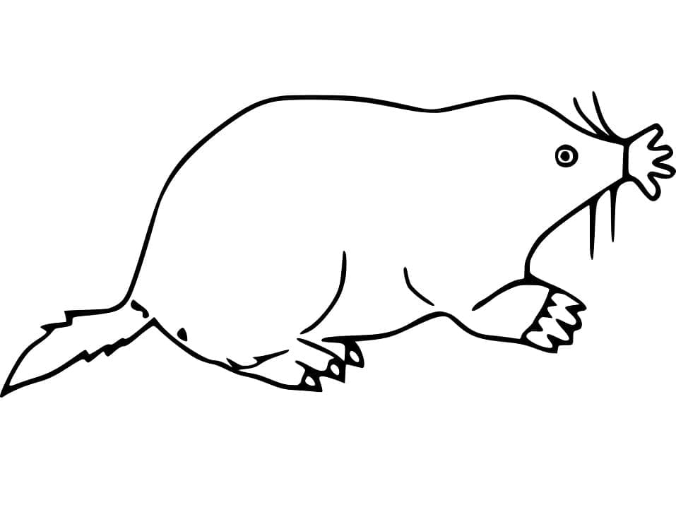 Free printable Mole rat coloring page #210781 from Animals collection
