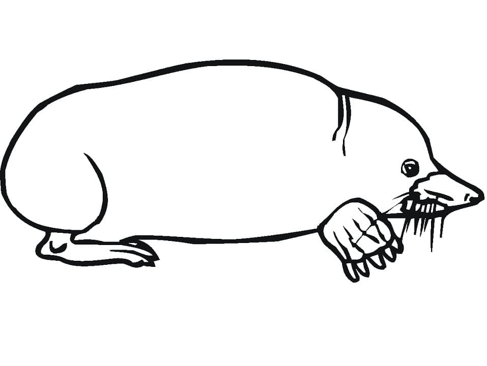 Free printable Mole rat coloring page #210785 from Animals collection