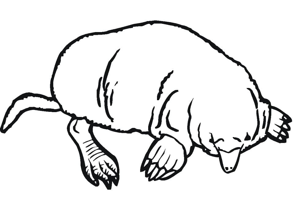 Free printable Mole rat coloring page #210786 from Animals collection