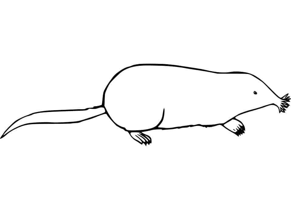 Free printable Mole rat coloring page #210789 from Animals collection