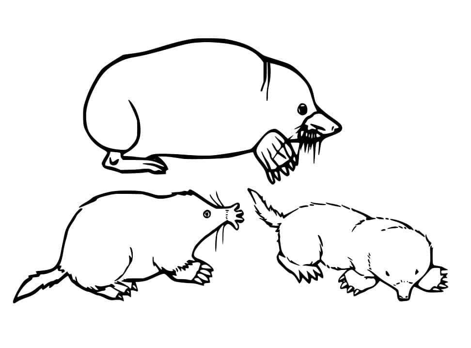 Free printable Mole rat coloring page #210791 from Animals collection