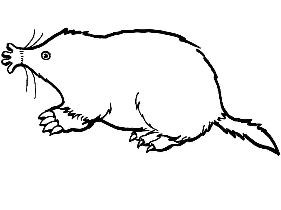 Free printable Mole rat coloring page #210792 from Animals collection