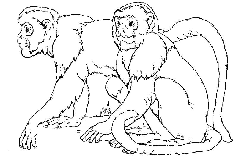 Coloring page: Monkey (Animals) #14177 - Free Printable Coloring Pages