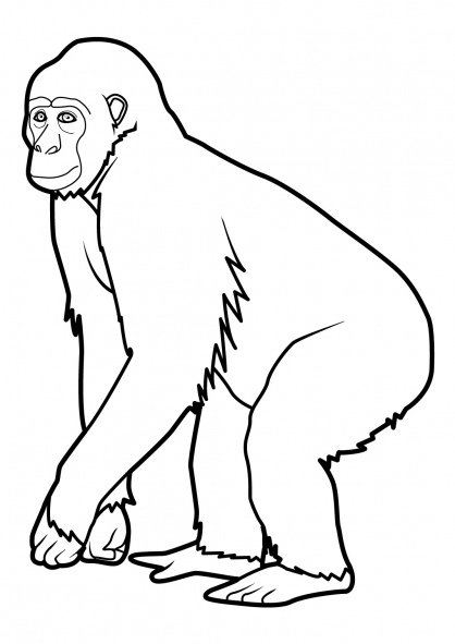 Coloring page: Monkey (Animals) #14196 - Free Printable Coloring Pages