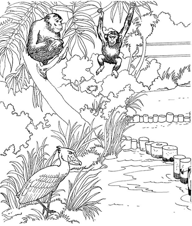 Coloring page: Monkey (Animals) #14206 - Free Printable Coloring Pages
