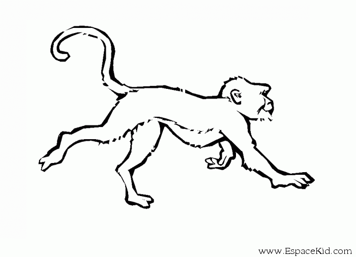 Coloring page: Monkey (Animals) #14214 - Free Printable Coloring Pages
