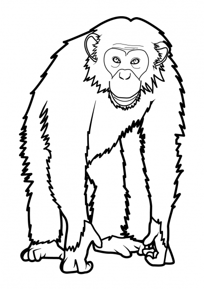 Coloring page: Monkey (Animals) #14220 - Free Printable Coloring Pages