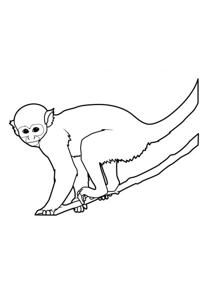 Coloring page: Monkey (Animals) #14225 - Free Printable Coloring Pages