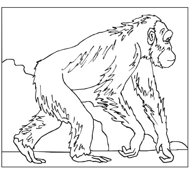 Coloring page: Monkey (Animals) #14227 - Free Printable Coloring Pages