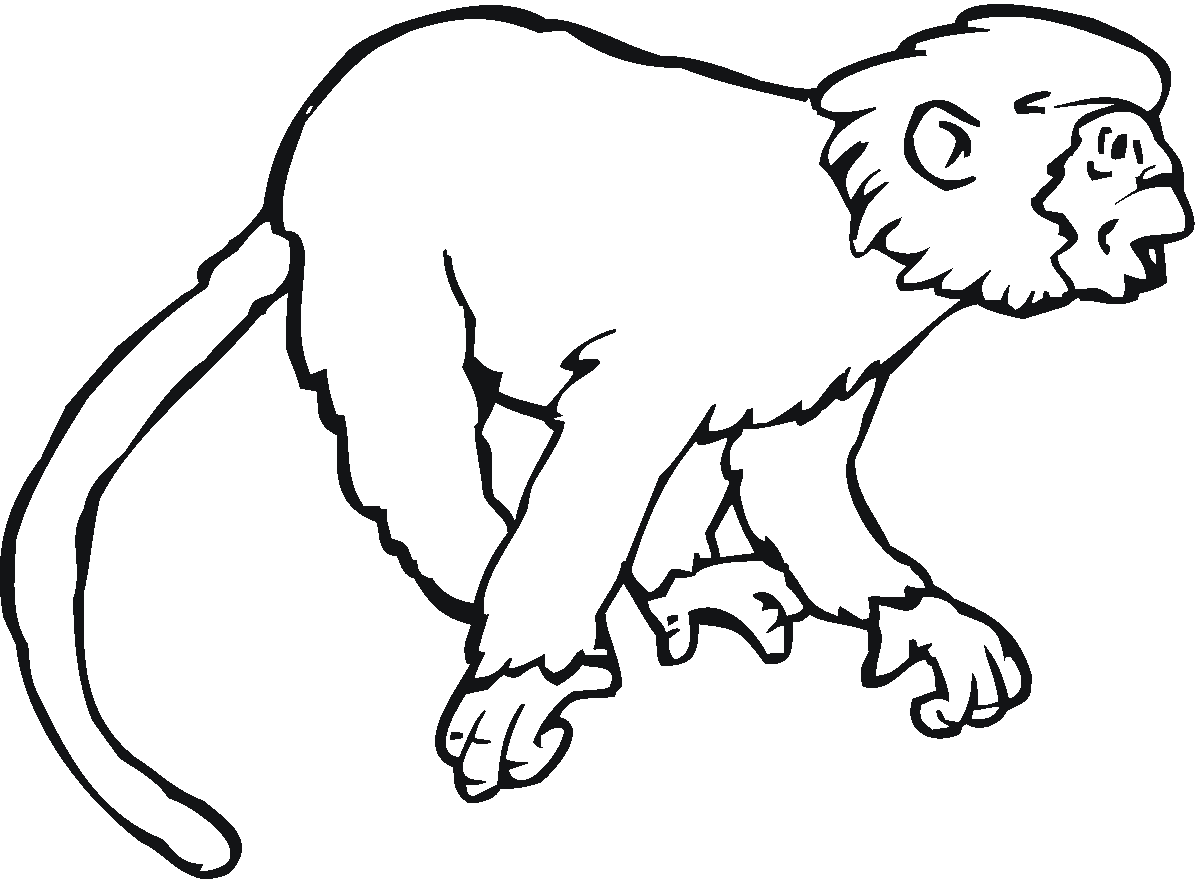 Drawing Monkey #14241 (Animals) – Printable coloring pages