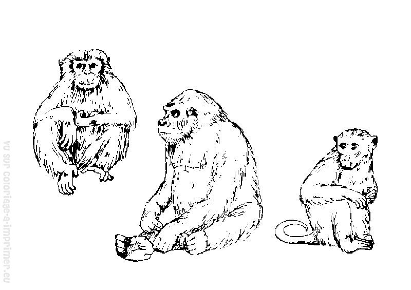 Coloring page: Monkey (Animals) #14289 - Free Printable Coloring Pages