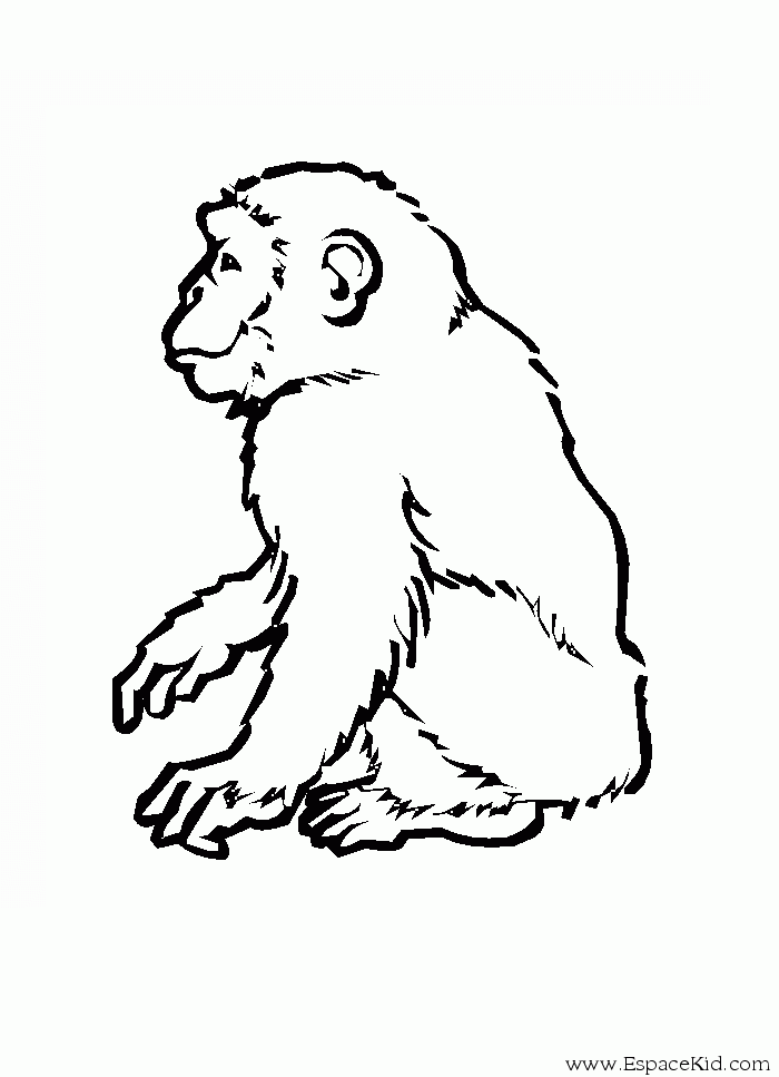 Coloring page: Monkey (Animals) #14295 - Free Printable Coloring Pages