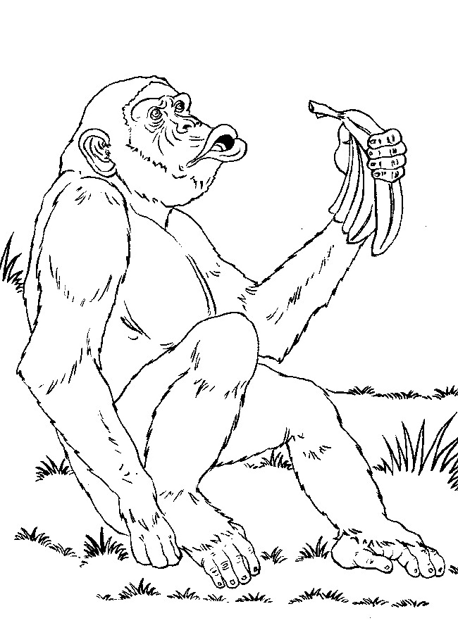 Coloring page: Monkey (Animals) #14302 - Free Printable Coloring Pages