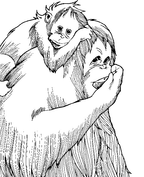 Coloring page: Monkey (Animals) #14333 - Free Printable Coloring Pages