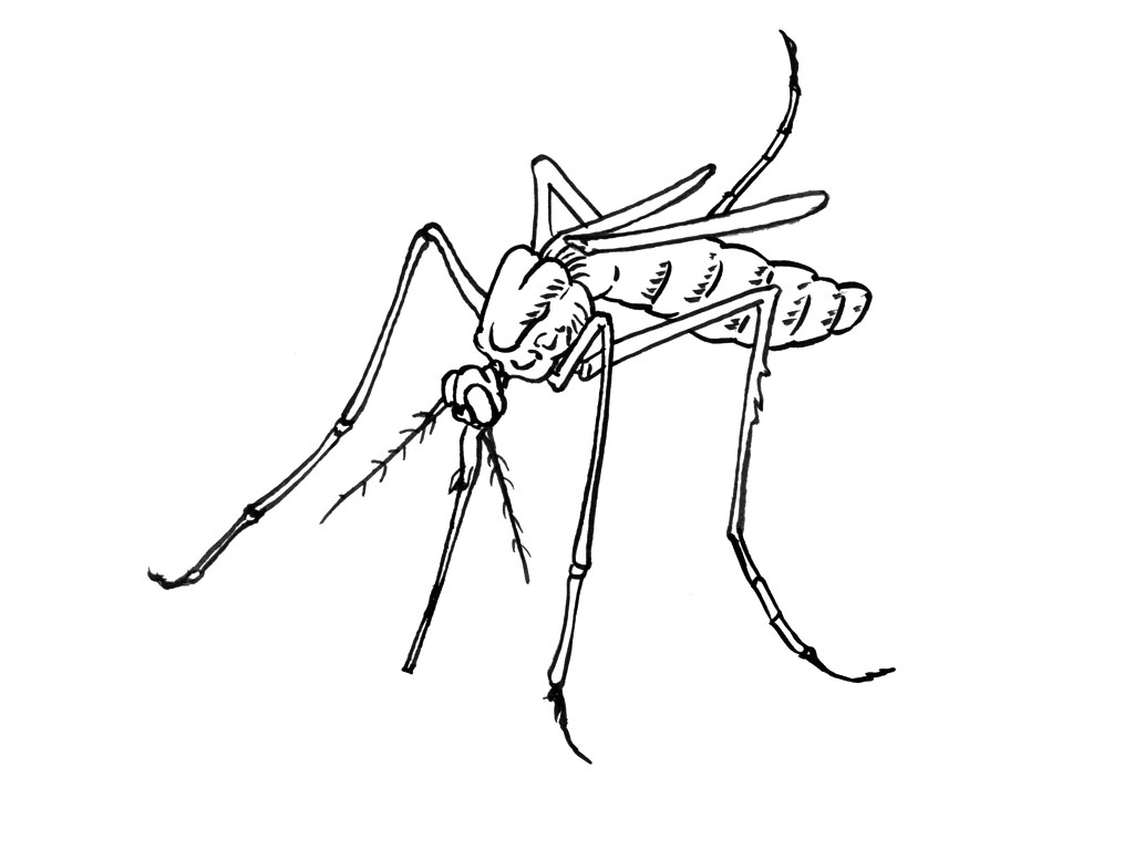 Coloring page: Mosquito (Animals) #11319 - Free Printable Coloring Pages