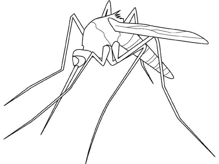 20+ Mosquito Coloring Page - KatelynJaveria
