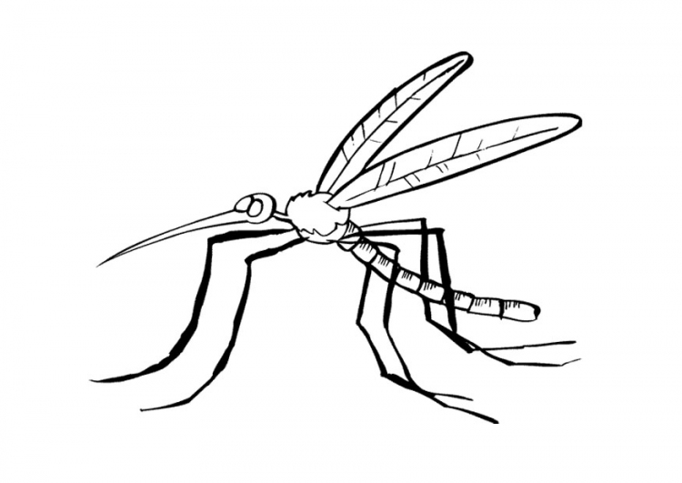 Coloring page: Mosquito (Animals) #11322 - Free Printable Coloring Pages