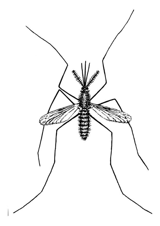 Coloring page: Mosquito (Animals) #11325 - Free Printable Coloring Pages