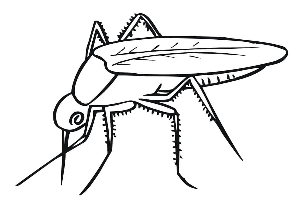 Free printable Mosquito coloring page #207174 from Animals collection